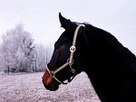 Fotoblog koopyciak