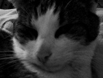 Fotoblog amadvd