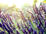 Fotoblog immerse