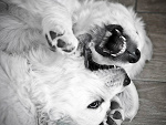 Fotoblog roksana36