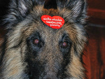 Fotoblog onlymydog