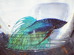 Fotoblog padzia8