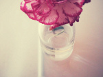 Fotoblog annabee