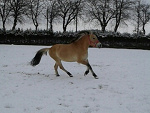 Fotoblog koniarkaxd