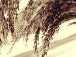 Fotoblog mywordlofthephotography
