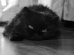 Fotoblog soddisfazione