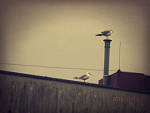 Fotoblog wikusia2345