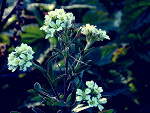 Fotoblog fotoefekt