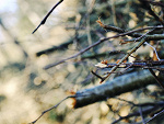 Fotoblog laanslop