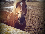Fotoblog cookies661