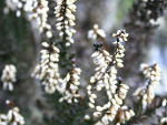 Fotoblog wvlczak