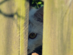Fotoblog bomoje