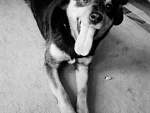Fotoblog koteczek2103