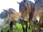 Fotoblog kamakamka