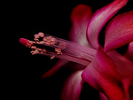 Fotoblog spider24