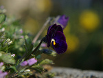 natura......