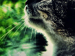 Fotoblog aksamanetha