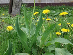 Fotoblog naturaalnieee