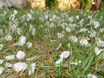 Fotoblog krimichelin