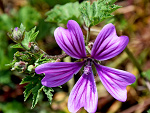 Fotoblog tournasol7
