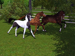 Fotoblog konik2003wppl