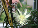 Fotoblog ladylusia1011