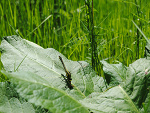Fotoblog kodulek
