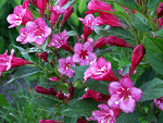 Weigela