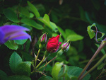 Fotoblog dreamscolorful