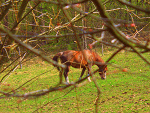 Fotoblog pawelhorse