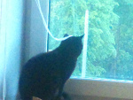 Fotoblog miho
