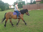 Fotoblog caballo17