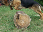 Fotoblog photodog