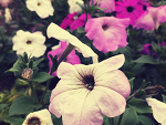 Fotoblog livia61