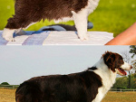 Fotoblog tolabordercollie