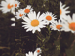 Fotoblog piekna06
