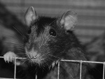Fotoblog piratsilver