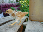Fotoblog milen963