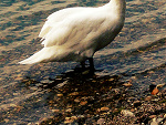Fotoblog blyskkotka
