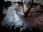 Fotoblog kitsune98