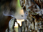 Fotoblog faral