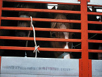 Fotoblog specchiodeanima