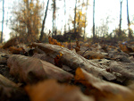 Fotoblog sznajder22