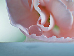 Fotoblog perfectdelight