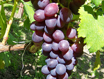 Fotoblog bartek161716