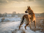 Winter Landscape