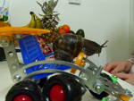 Fotoblog pollyanna04