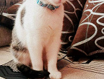Fotoblog patka431