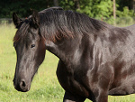 Fotoblog pantgoniaa