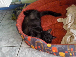 Fotoblog miezekatze